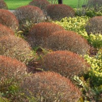 Enkianthus perulatus