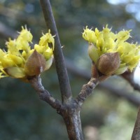 cornus%20officinalis%20R0010982