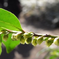 Eurya japonica, Hisakaki, Petite cleyère