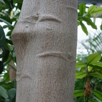 Papayer, Arbre à melon