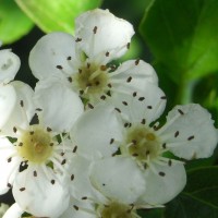 Aubépine à un style, Épine blanche, Aubépine monogyne