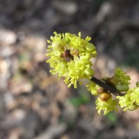 Laurier benzoin, Arbre à épices, Arbre à fièvre