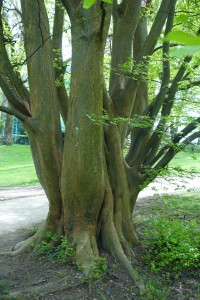 zelkova carpinifolia DSC03478