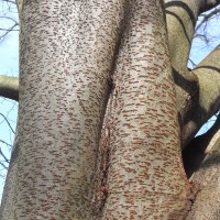 Zelkova à feuilles de charme, Orme du Caucase, Orme à feuille de charme, Faux orme de Sibérie