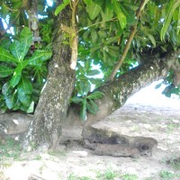 Barringtonie d’Asie, Badanier de l’Inde