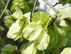 ulmus minor DSC07907