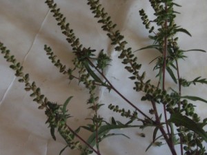 Ambrosia artemisifolia R0012070