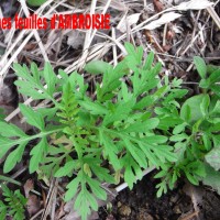 Ambroisie à feuilles d’armoise