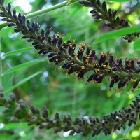 Faux-indigo, Amorphe arbustive, Indigo du Bush