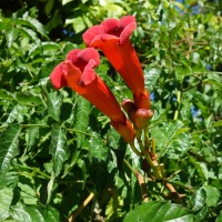 Bignone, Jasmin de Virginie, Jasmin trompette