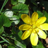 Ficaire, Ficaire fausse renoncule, Herbe aux Hémorroïdes