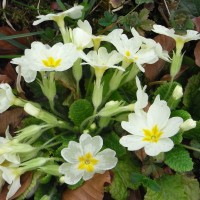 Primevère sans tige, Primevère acaule, Primevère commune