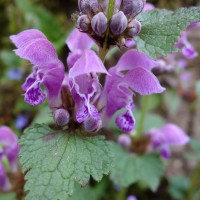 Lamier tacheté, Lamiermaculé