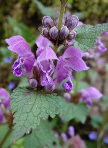 lamium maculatum DSC00752