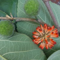 Murier à papier, Broussonétia à papier, Murier de Chine