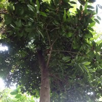 Elaeodendron oriental