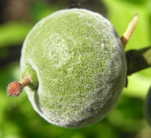 poncirus trifoliata