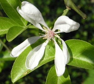 poncirus trifoliata