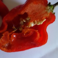 Poivre antillais, Piment Habanesa, Javenero