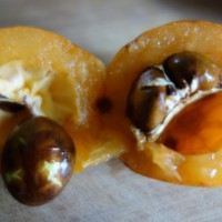 Nèfle du Japon, Loquat, Bibasse