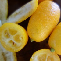 Kumquat, Orange d’Or