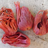 Macis de muscade, « fleur de muscade »