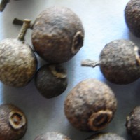 Poivre à queue, cubeb