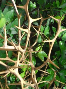 poncirus trifoliata