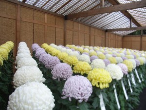 shinjuku Ogiku bed R0013136