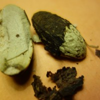 Bitter cola, Petit cola