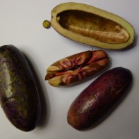 Safou, Prune africaine