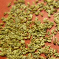 Ajwain, Ajowan