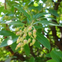 Arbousier, Arbre aux fraises, Fraisier en arbre