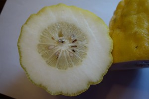 citrus medica 