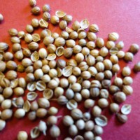 Coriandre, Persil arabe, Persil chinois