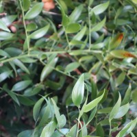 Laurier d’Alexandrie, Fragon à grappes