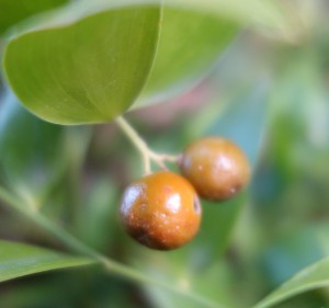 danea racemosa 