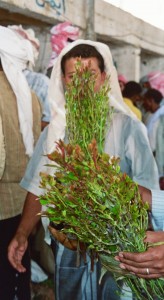 feuilles de khat a vendre
