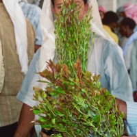 Khat