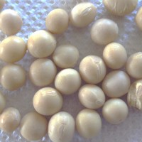 Soja jaune, et Soja bleu