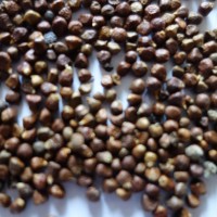 Maniguette, Poivre du paradis