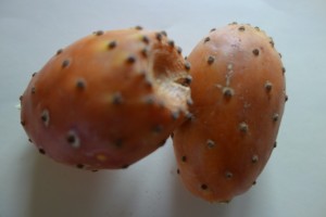 opuntia ficus-indica ficus 