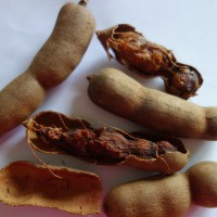 Tamarin, Datte des Indes