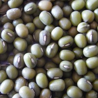 Haricot mungo, « germe de soja »