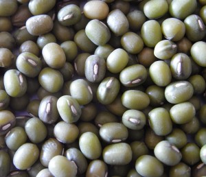 vigna radiata