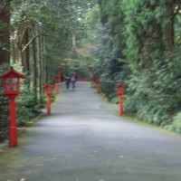 Fuji-Hakone-Izu, (Cryptomeria)