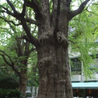 Hibiya park