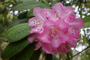 Rhododendron arboreum DSC04121