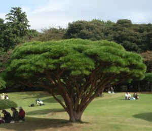 Shinjuku  pinus densiflora R0013133