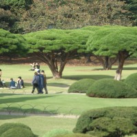 Pinus densiflora (Shinjuku jardin)